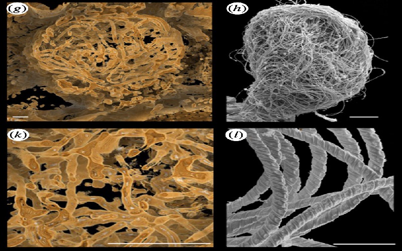 Peneliti Temukan Sperma Tertua di Dunia, Panjangnya sampai 7 Meter