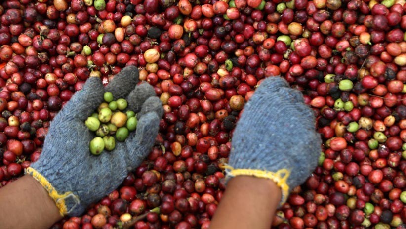 Kopi Robusta Indonesia Paling Dicari Pencinta Kopi Australia