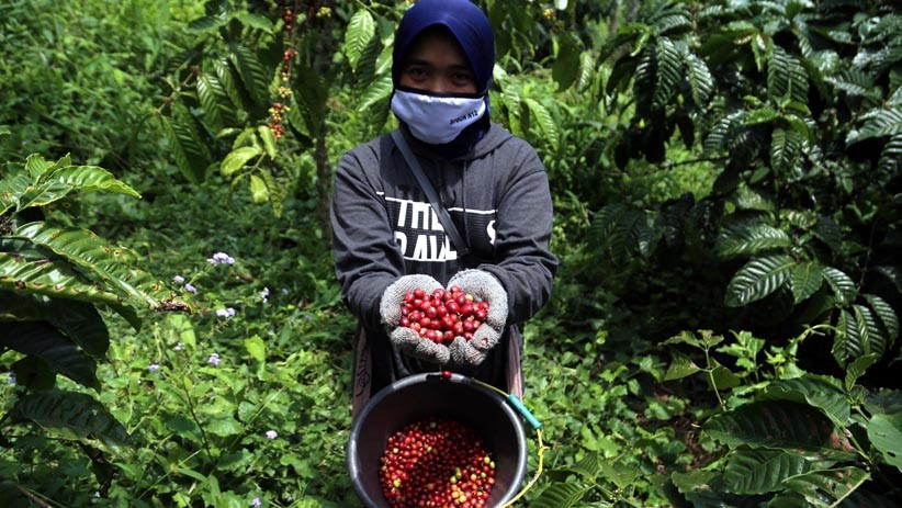 Kopi Arabika Arfak, Pj Bupati: Akan Jadi Komoditas Unggulan Kami