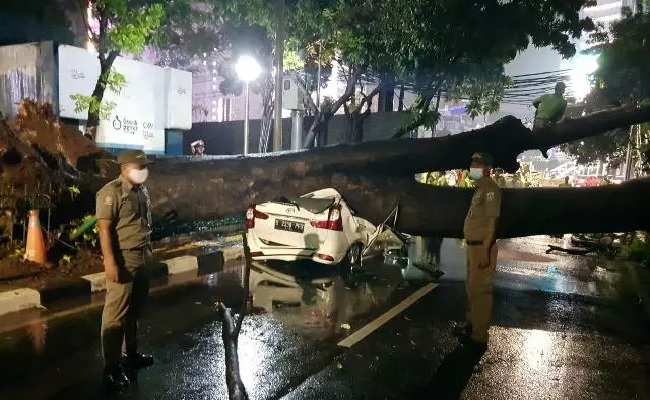 Pohon Tumbang Timpa Mobil Hingga Ringsek di Menteng