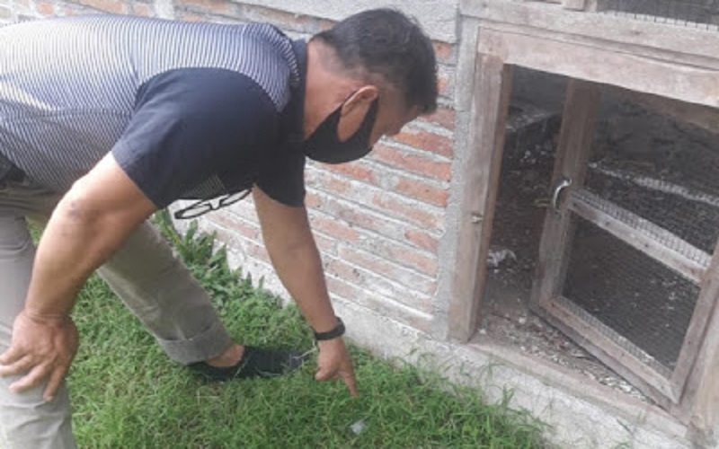 8 Ekor Burung Murai Seharga Rp50 Juta Dicuri, Pelaku Tinggalkan Sepasang Sandal Jepit
