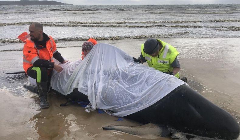 380 Ikan Paus Mati Setelah Terdampar di Pantai Australia 