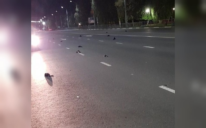 Puluhan Burung Jatuh dari Langit di kota Nuklir Rusia, Warganet Yakini Ada Konspirasi