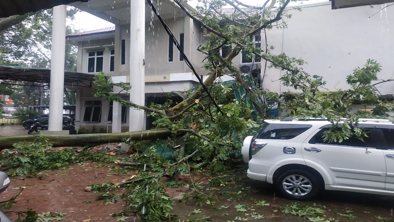 2 Pohon di BBKSDA Sumut Tumbang, Timpa Kantor dan Kendaraan Dinas