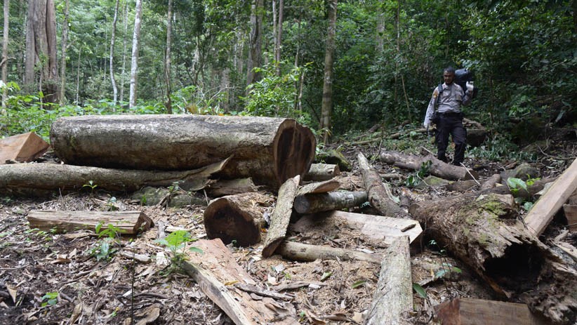 Sepanjang 2021, Polisi Hutan Kalbar Ungkap 14 Kasus Tindak Pidana Kehutanan