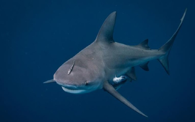 Aksi Heroik Perempuan Hamil Selamatkan Suami dari Serangan Hiu Banteng di Laut