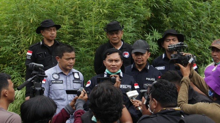 10 Hektare Ladang Ganja Siap Panen di Aceh Besar Dimusnahkan, Total 48 Ton