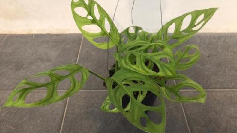 Harga Tanaman Janda Bolong Meroket, Ekonom Ingatkan Bubble Economy