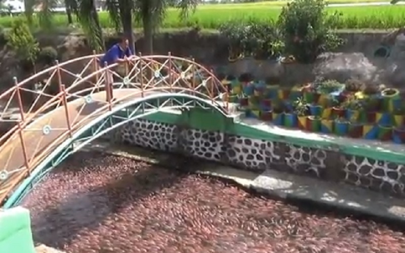 Viral, Sungai Bersih di Klaten Dipenuhi Ribuan Ikan Nila