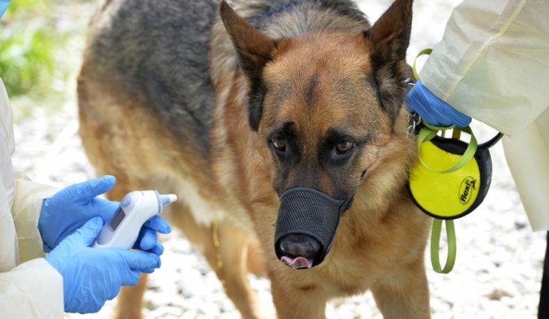 Tragis, Bocah 2 Tahun Tewas Diterkam Anjing Peliharaan saat Rayakan Ultah