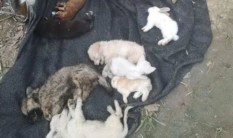 5.000 Ekor Anjing, Kucing dan Kelinci Ditemukan Mati di Gudang Logistik China