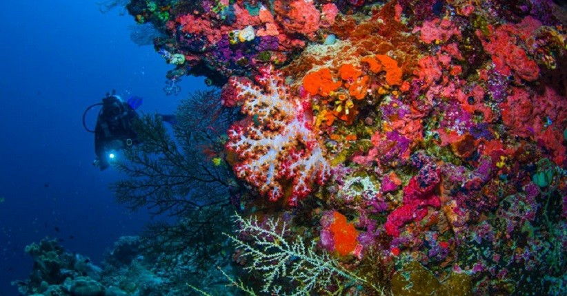 Ketahui Panduan Umum Wisata Selam di Labuan Bajo saat New Normal