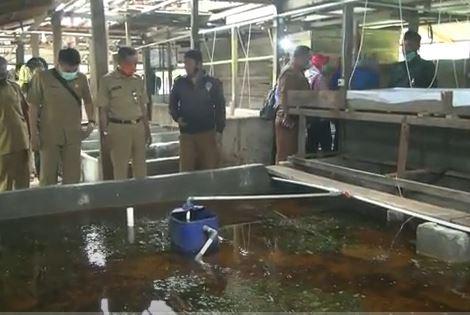Hasil Menjanjikan, Peternak Sapi di Kubu Raya Beralih ke Budi Daya Lobster