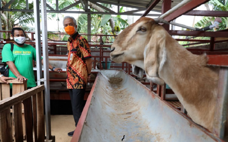 Ikut Lapak Ganjar, Penjual Domba di Purworejo Kewalahan Terima Permintaan Pelanggan