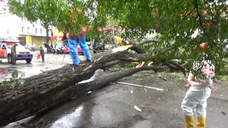 Diguyur Hujan dan Angin Kencang, Pohon Besar di Padang Tumbang