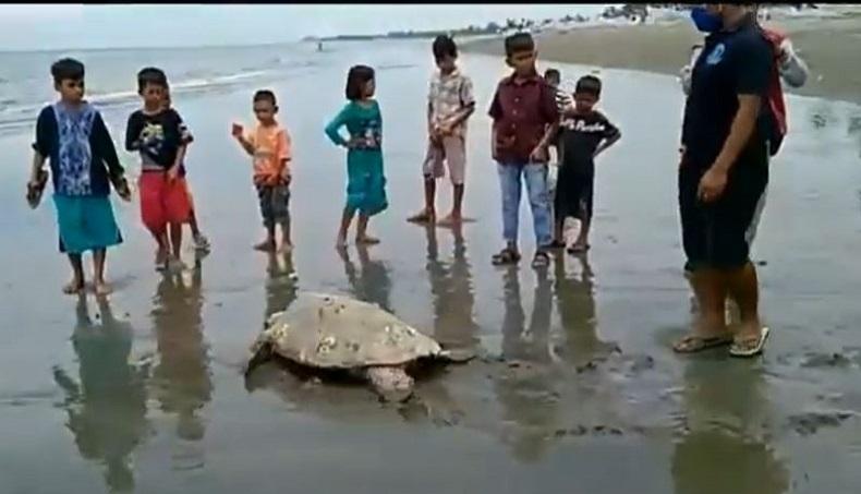 Miris, Puluhan Penyu Dibantai karena Makan Rumput Laut Petani