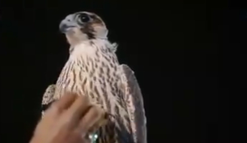 Gila! Elang Muda Ini Terjual Seharga Rp2,5 Miliar di Arab Saudi