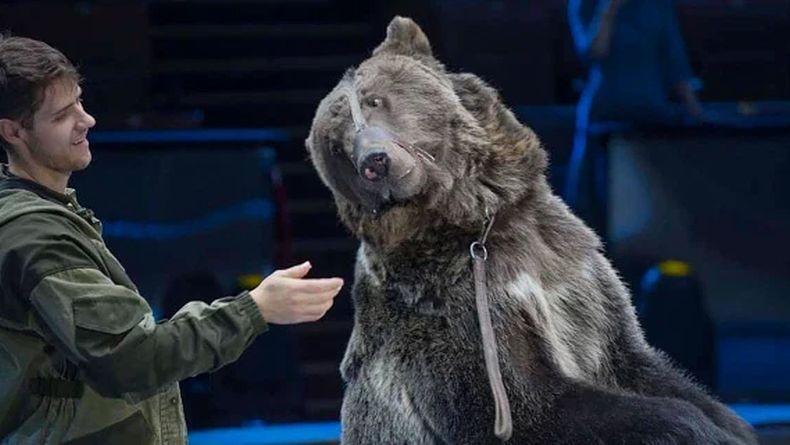 Pelatih Sirkus Tewas Diterkam Beruang karena Lupa Melepas Masker Covid-19