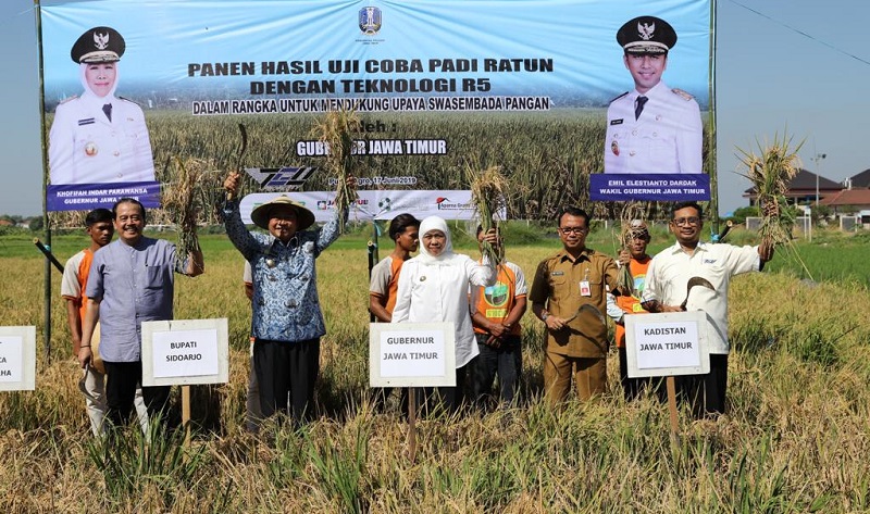 Jawa Timur Jadi Produsen Padi Terbesar di Indonesia Tahun 2020
