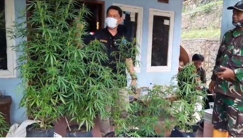 BNN Kota Tasikmalaya Gerebek Rumah yang Tanam Ganja, 5 Orang Ditangkap