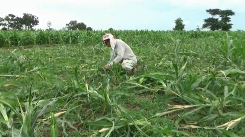 Diserang Hama Tikus, Tanaman Jagung Petani di Tuban Terancam Gagal Panen