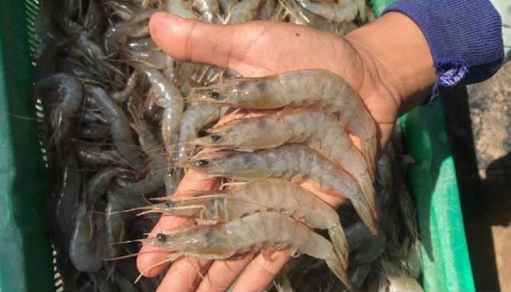 Komoditas Udang Jadi Primadona di Masa Pandemi Covid-19, Ini Strategi Pemerintah