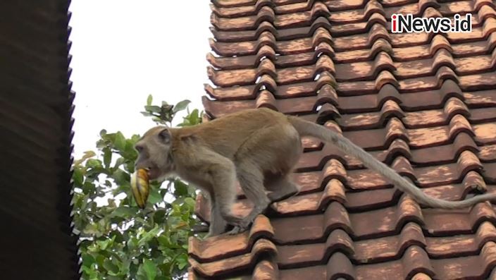 Monyet Ekor Panjang Serang Majikan Perempuan, Tangan Korban Sobek