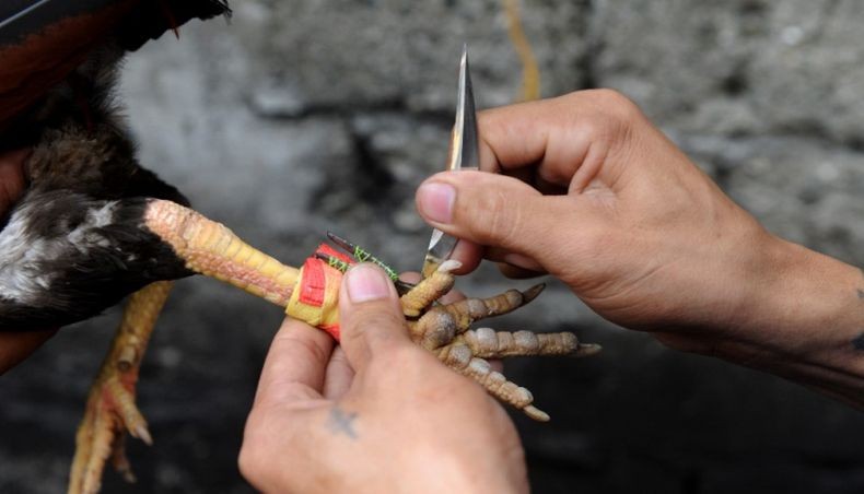 Kepala Polisi di Filipina Terbunuh oleh Ayam saat Gerebek Lokasi Judi