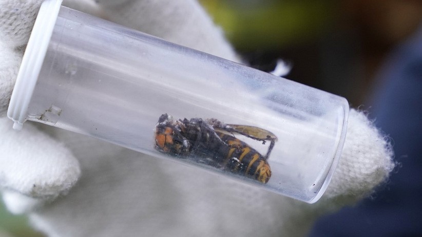 5 Hewan yang Lahir Dari Rekayasa Genetika, Nomor 3 Bisa Menyala dalam Gelap