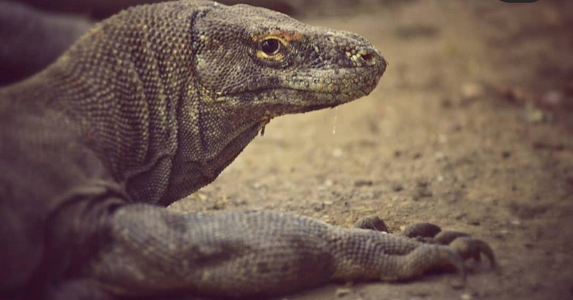 Penataan Kawasan Pulau Rinca Tetap Lindungi Habitat Komodo