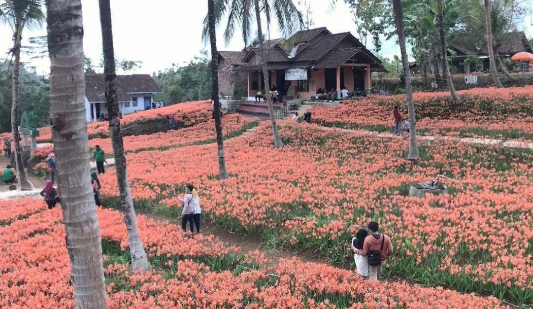 Memburu Pemandangan Indah Bunga Endemik di Gunung Kidul yang Tengah Bermekaran