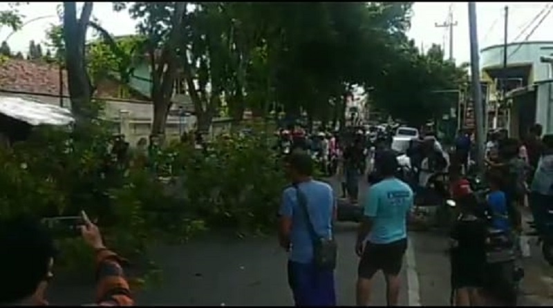 Pengendara Motor di Pasuruan Tertimpa Pohon Tumbang, Begini Kondisinya