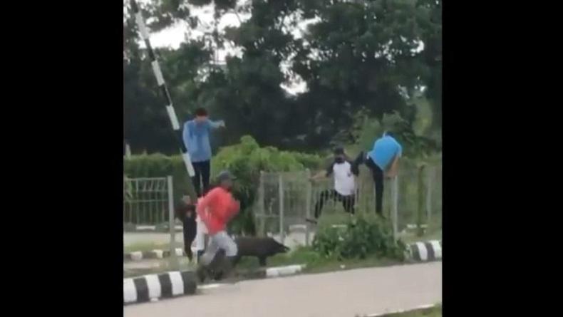 Viral, Babi Hutan di Jakabaring Sport City Kejar dan Nyaris Seruduk Pengunjung