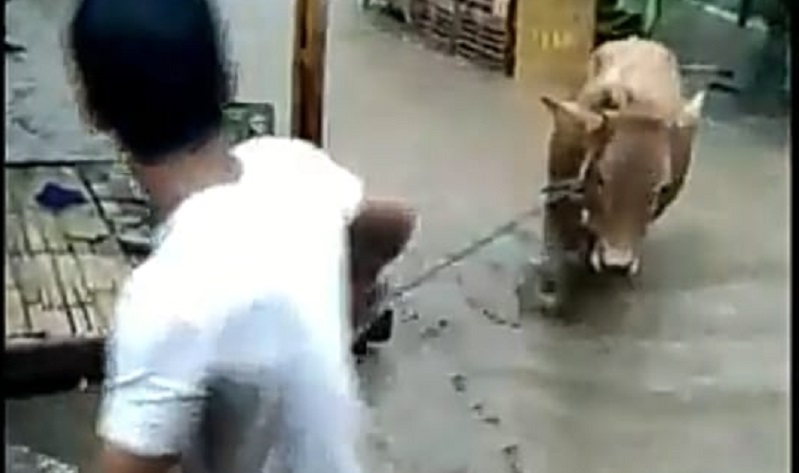 Banjir Terjang Desa Leprak Bondowoso, Warga Panik Selamatkan Hewan Ternak