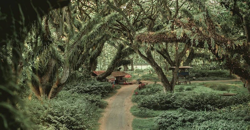 Menikmati Keindahan Matahari Terbenam di Djawatan Benculuk Banyuwangi