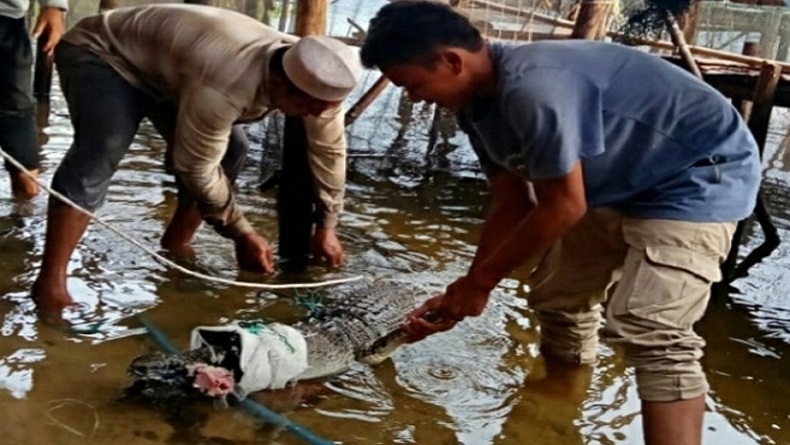 Heboh, Buaya Sepanjang 2 Meter Ditemukan di Tapanuli Selatan