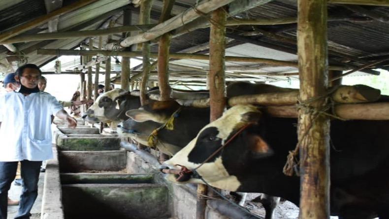 Indonesia Siap Impor 298.000 Ton Daging Sapi dan Kerbau dari Australia hingga Meksiko