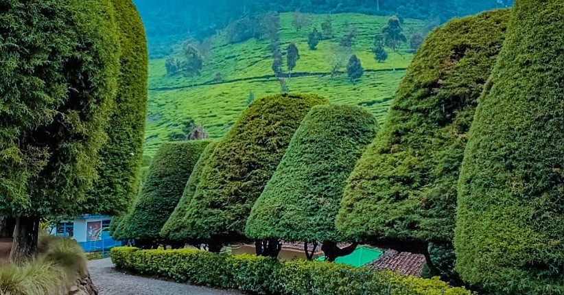 Keseruan Wisata ke Ciwidey, Ada Pohon Cemara Berbentuk Jamur