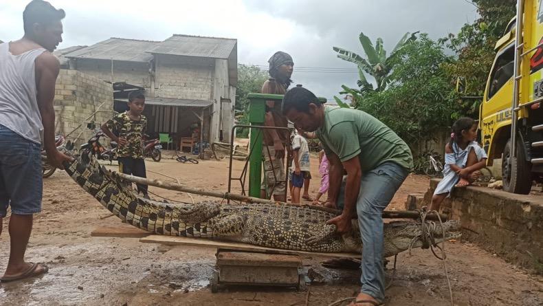 Kerap Mangsa Ternak, Buaya 3 Meter Ditangkap Warga di Desa Munggu