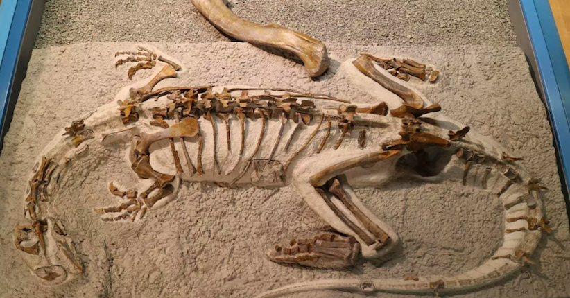 Kerangka Bayi Dinosaurus Langka Mirip dengan Induknya