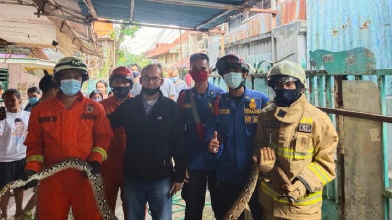 Evakuasi Ular Sanca di Saluran Air, Petugas Dinas Gulkarmat Jaksel Nyaris Digigit