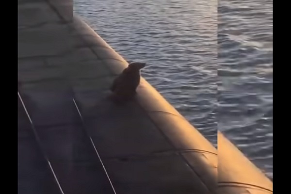 Video Viral, Beruang Ditembak Mati Militer Rusia di Kapal Selam Nuklir