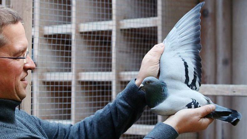 Rekor, Merpati Balap Lelangan di Belgia Laku Rp26 Miliar