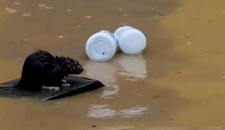 Viral Tikus Selamatkan Diri dari Banjir Nangkring di Papan Kecil