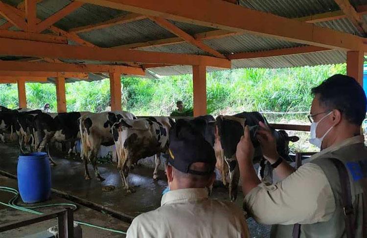 Sapi Stres, Produksi Susu di Kandang Komunal Merapi Turun