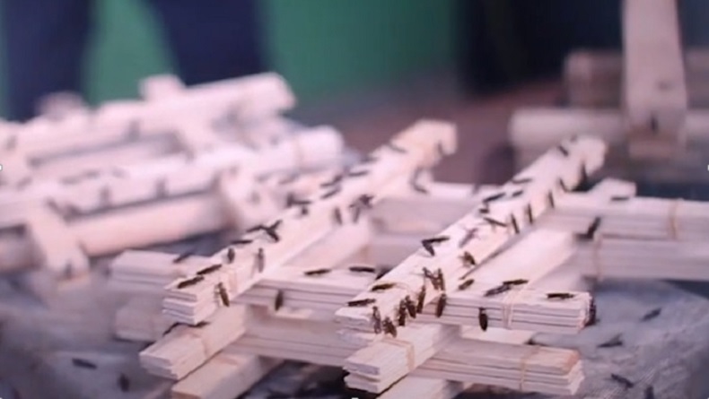 Budi Daya Maggot, Salah Satu Solusi Efektif Kurangi Sampah Organik di Jakarta