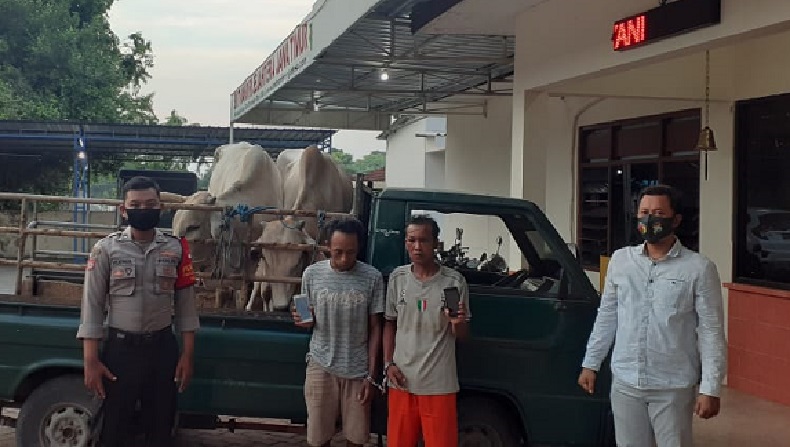 2 Maling Sapi Asal Tuban Babak Belur Dihajar Warga di Gresik
