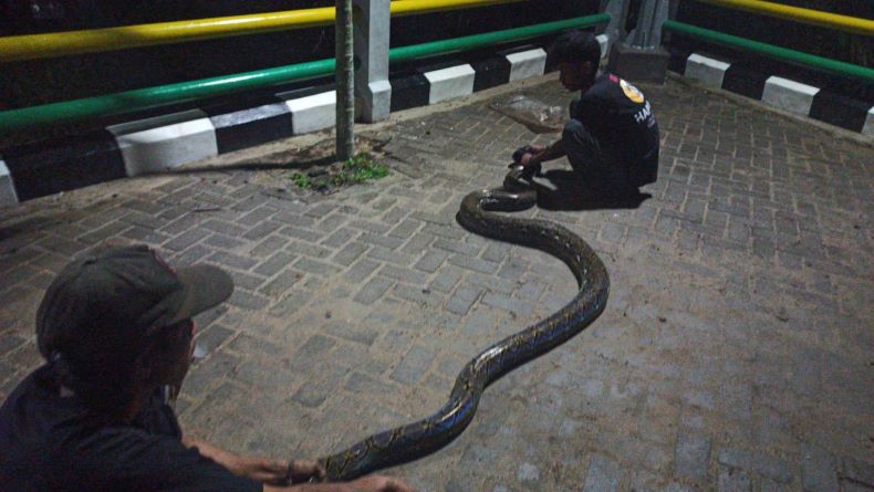 Masuk Pekarangan, Warga Pangkalpinang Tangkap Ular Piton 4 Meter 