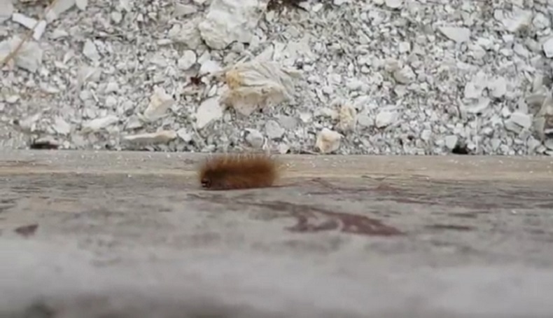 Ulat Bulu Serang Permukiman Warga di Pondok Kelapa