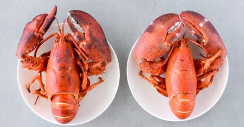 3 Cara Masak Lobster untuk Sajian Mewah di Hari Spesial